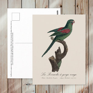 La Perruche a kloof rouge Briefkaart