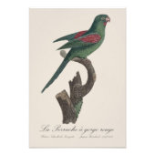 La Perruche a kloof rouge Foto Afdruk (Voorkant)