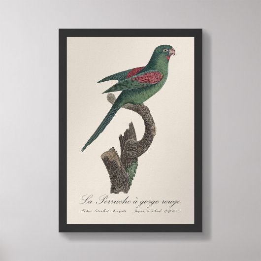 La Perruche a kloof rouge Foto Afdruk