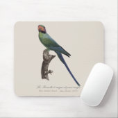 La Perruche a unque et joues rouges Muismat (Met muis)