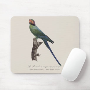 La Perruche a unque et joues rouges Muismat