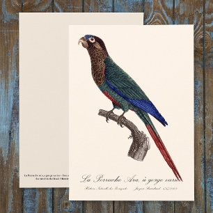 La Perruche Ara, een kloof variëteit Bedankkaart