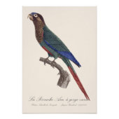 La Perruche Ara, een kloof variëteit Foto Afdruk (Voorkant)