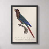 La Perruche Ara, een kloof variëteit Foto Afdruk