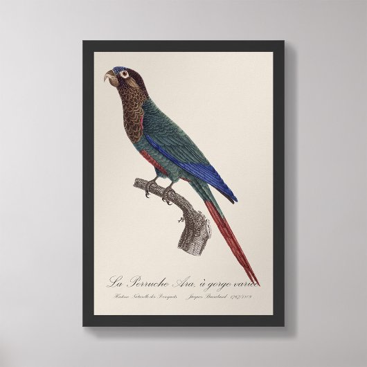 La Perruche Ara, een kloof variëteit Foto Afdruk