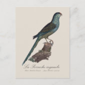 La Perruche ingambe Briefkaart (Voorkant)