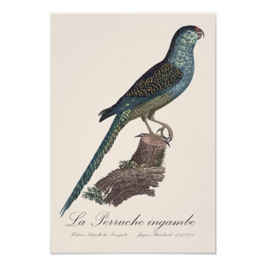 La Perruche ingambe Foto Afdruk (Voorkant)