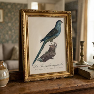 La Perruche ingambe Foto Afdruk