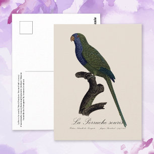 La Perruche souris / Monniksparkiet Briefkaart
