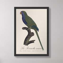 La Perruche souris / Monniksparkiet Foto Afdruk