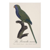 La Perruche souris / Monniksparkiet Foto Afdruk (Voorkant)