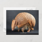 La Plata Driedoorns Armadillo Briefkaart (Voorkant / Achterkant)