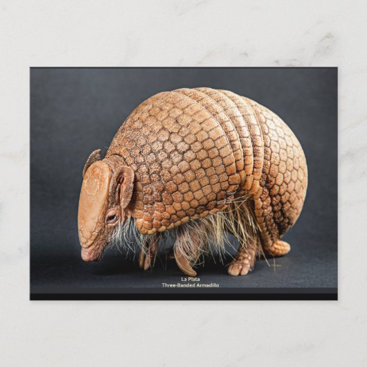 La Plata Driedoorns Armadillo Briefkaart (Voorkant)