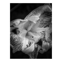 La pluie noir - veertien dagen Lily, transparant