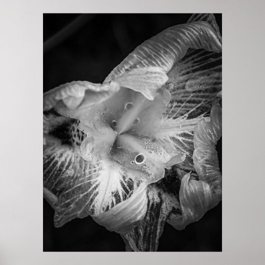 La pluie noir - veertien dagen Lily, transparant Poster (Voorkant)