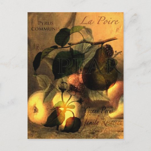 La Poire #1 Briefkaart (Voorkant)