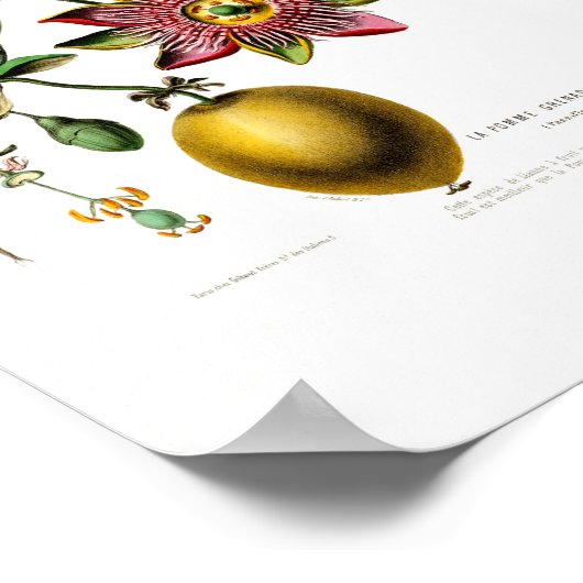 La Pomme Grenadille Pink Floral  Flore D Am Poster (Hoek)