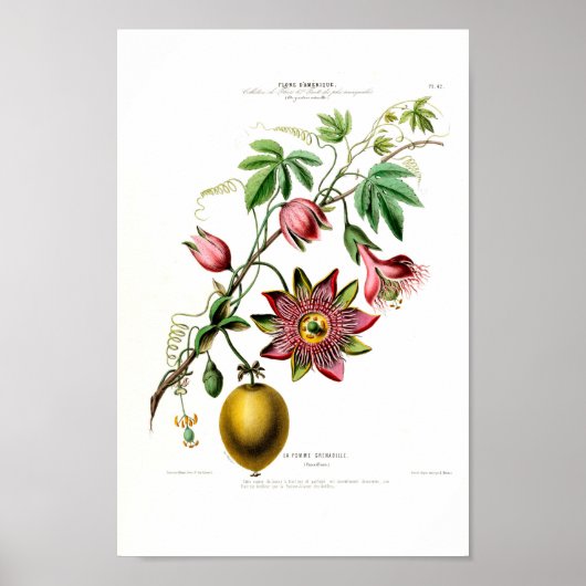 La Pomme Grenadille Pink Floral Flore D Am Poster (Voorkant)