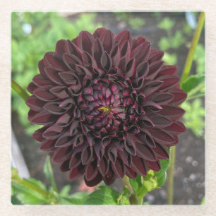La Recoleta Dahlia, Deep Red Dahlia Flower Glazen Onderzetter
