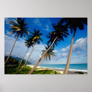 La Samana Peninsula, Dominicaanse Republiek, Poster