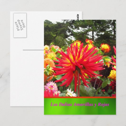 La Tarjeta Postal - Las Dalias Amarillas y Rojas Briefkaart (Voorkant / Achterkant)