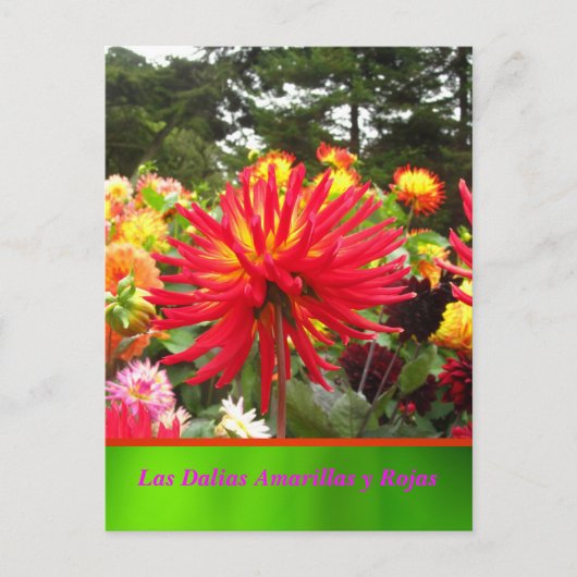 La Tarjeta Postal - Las Dalias Amarillas y Rojas Briefkaart (Voorkant)