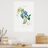 La Tibelle Clitoria  Botanische Flore D Amer Poster (Keuken)
