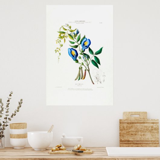 La Tibelle Clitoria Botanische Flore D Amer Poster (Keuken)