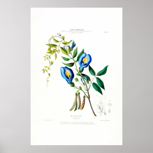 La Tibelle Clitoria  Botanische Flore D Amer Poster (Voorkant)