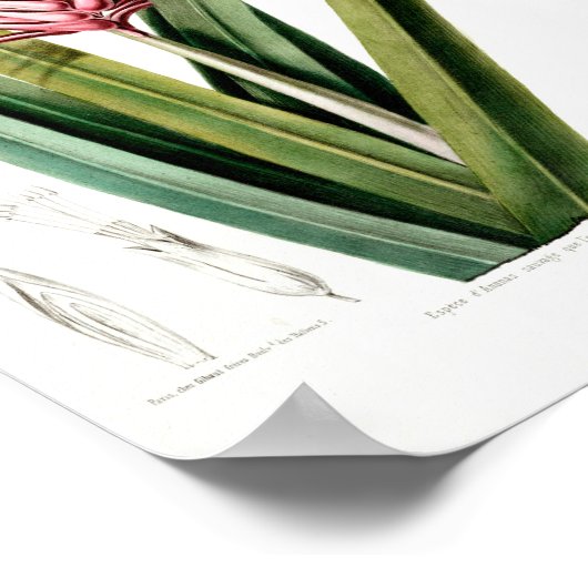 La Tillandra  roze botanische griep DAmeriqu Poster (Hoek)