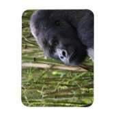 Laagland Gorilla flexibele magneet (Verticaal)