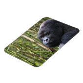 Laagland Gorilla flexibele magneet (Linkerzijde)