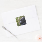 Laagland Gorilla Stickers (Envelop)
