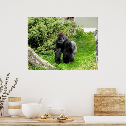 Laagland zijdewerk mannetjesgorilla die loopt poster (Keuken)