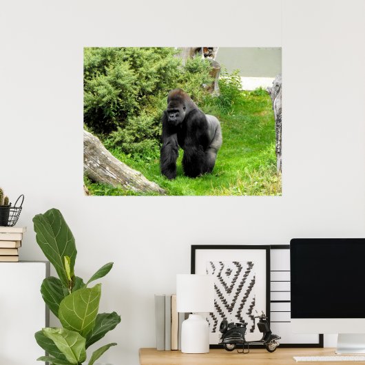 Laagland zijdewerk mannetjesgorilla die loopt poster (Thuiskantoor)