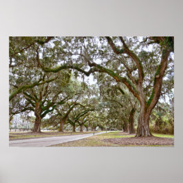 Laan van eiken op South Carolina-plantage Poster