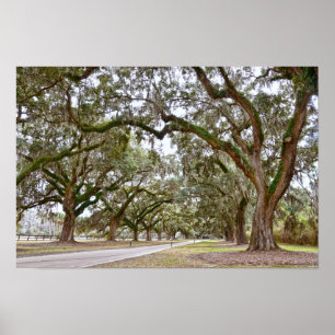 Laan van eiken op South Carolina-plantage Poster