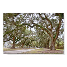 Laan van eiken op South Carolina-plantage
