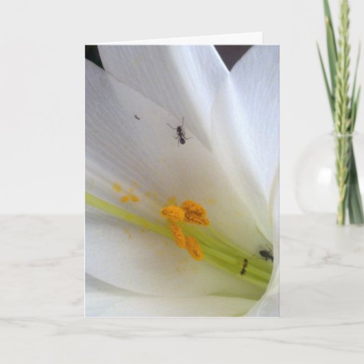 Laat de kleine dingen niet bij je komen... feestdagen kaart (Voorkant)