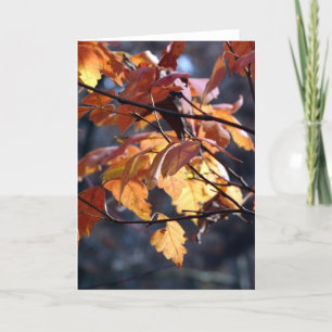 Laat het licht doorschemeren kaart