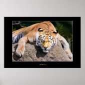 Laat het slapengooiers los poster (Voorkant)