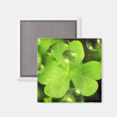 Laat je geluk niet wegspoelen magneet (Voorkant / Achterkant)