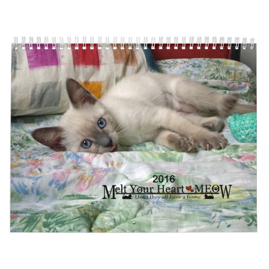 Laat je hart zien - MEOW 2016 Kitten Calendar Kalender (Hoes)
