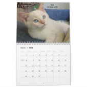 Laat je hart zien - MEOW 2017 Kitten Calendar Kalender (Mar 2026)