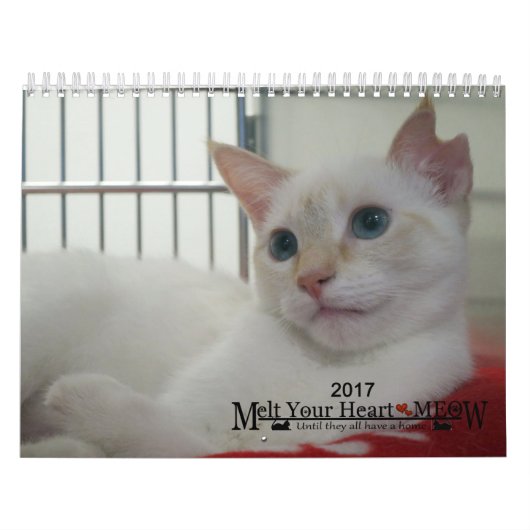 Laat je hart zien - MEOW 2017 Kitten Calendar Kalender (Hoes)