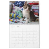 Laat je hart zien - MEOW 2022 Kitten Calendar Kalender (Jan 2027)