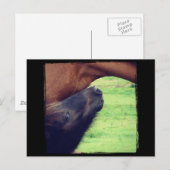 Laat me je een geheim vertellen briefkaart (Voorkant / Achterkant)