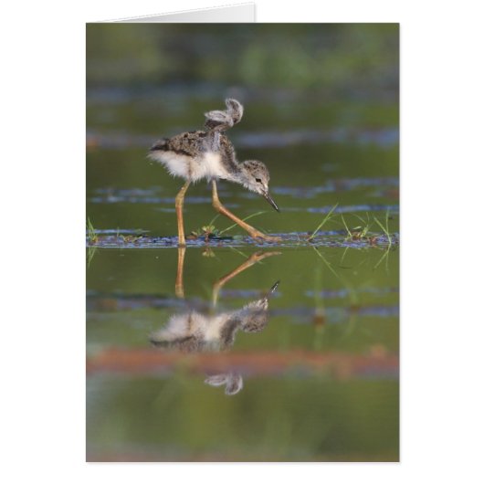 Laat me je vleugels baby zien (Voorkant)