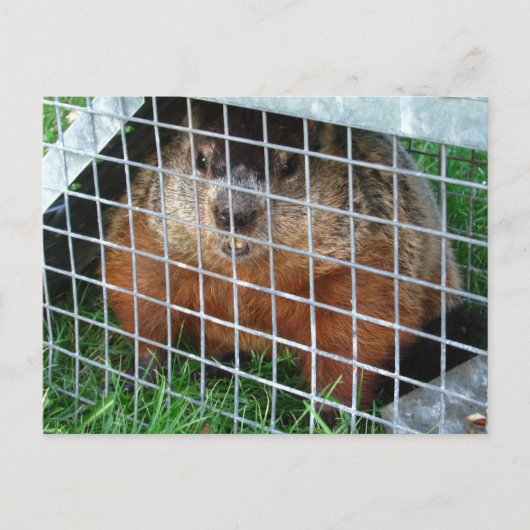 Laat me kalender ~ briefkaart (Voorkant)
