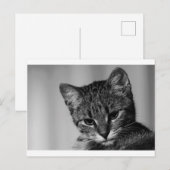 Laat me zien... (skeptische kat) briefkaart (Voorkant / Achterkant)